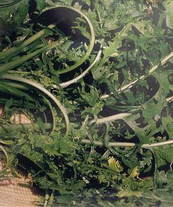 produzione semi cicoria agrio white