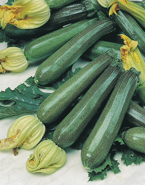 produzione semi zucchino ambassador