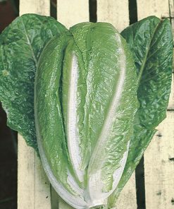 produzione semi lattuga aurelia