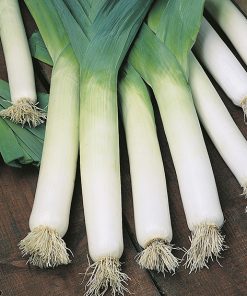 produzione semi porro autumn giant