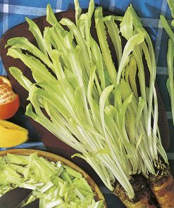 produzione semi cicoria barbe de capucin