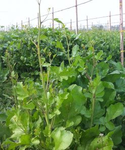 produzione semi senape bari type