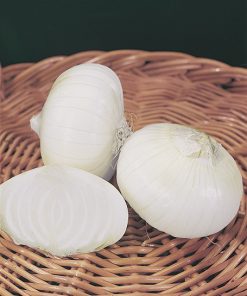 produzione semi cipolla a tunica bianca bianca di giugno