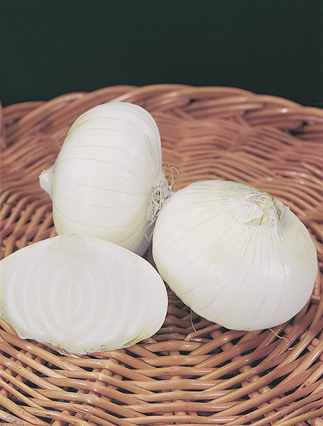 produzione semi cipolla a tunica bianca bianca di giugno
