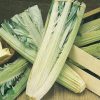 produzione semi cardo bianco avorio (white ivory)