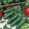 produzione semi peperone bilja