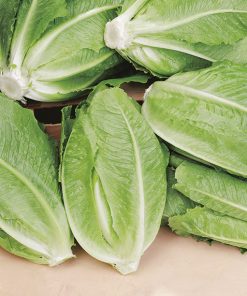 produzione semi lattuga bionda degli ortolani