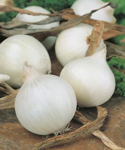 produzione semi cipolla a tunica bianca blanc de rebouillon