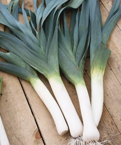 produzione semi porro blue de solaize