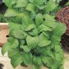 mustard brassica juncea green seeds production