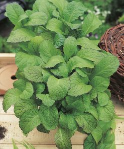 mustard brassica juncea green seeds production