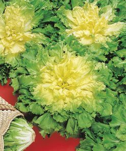 produzione semi indivia bubikopf 2