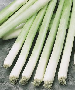 produzione semi porro bulgarian giant