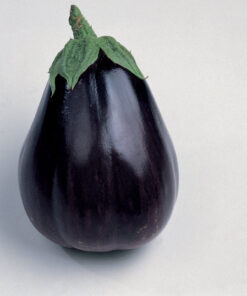 Black-Beauty-Eggplant