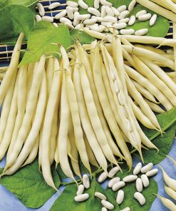 produzione semi fagiolo cannellino nano