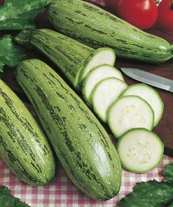 produzione semi zucchino caserta