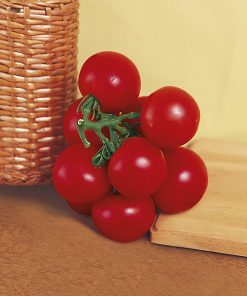 produzione semi pomodoro castle rock