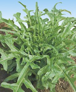 produzione semi lattuga catalogna