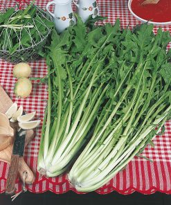 produzione semi cicoria catalogna pugliese