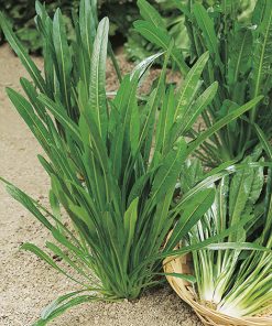 produzione semi cicoria catalogna puntarelle a foglia stretta