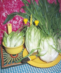 produzione semi cicoria catalogna puntarelle di galatina