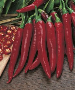 produzione semi peperone cayenne long slim