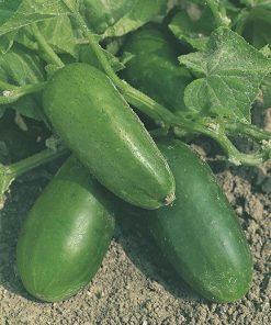 produzione semi carosello del sud italia cetriolo di polignano