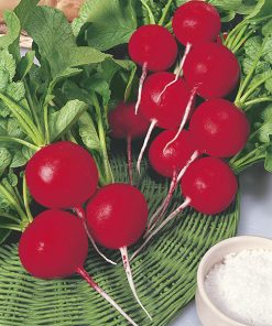 produzione semi ravanello champion