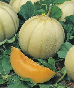 produzione semi melone charentais