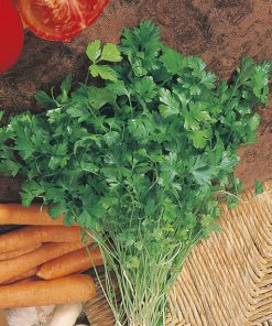 produzione semi prezzemolo common-plain 2