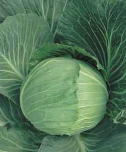 produzione semi cavolo cappuccio bianco copenhagen market 2