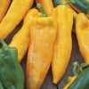 produzione semi peperone corno di toro giallo