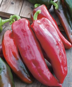 produzione semi peperone corno di toro rosso