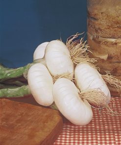 produzione semi cipolla a tunica bianca de barletta