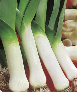 produzione semi porro de carentan 2