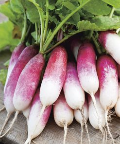 produzione semi ravanello de dix huit jours