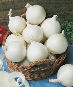 produzione semi cipolla a tunica bianca dehidrator ds sw823 F1