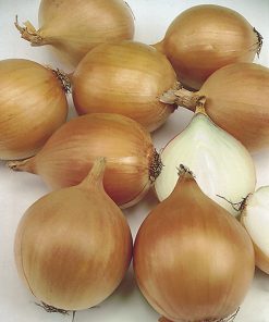 produzione semi cipolla a tunica gialla density 4