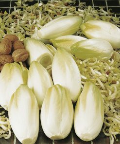 produzione semi cicoria di bruxelles