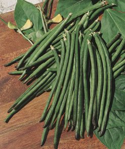 produzione semi fagiolo dolico nero occhio bianco