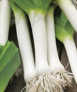 produzione semi porro ds 4330 F1