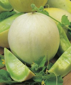 produzione semi melone ds gm77 F1