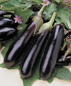 produzione semi melanzana ds lp35 F1