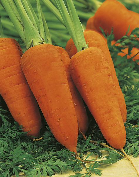 produzione semi carota DS2740 F1