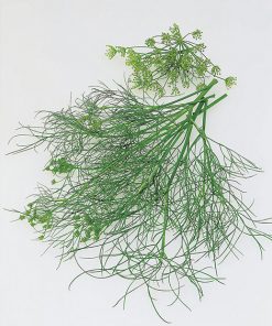 produzione semi aneto dukat