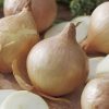 produzione semi cipolla a tunica gialla dulce de fuentes