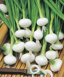 produzione semi cipolla a tunica bianca early barletta