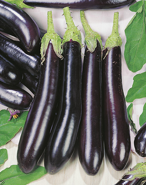 produzione semi melanzana early long purple