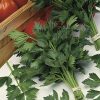 produzione semi sedano egnazia dark green