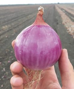 produzione semi cipolla a tunica rossa Erlane F1